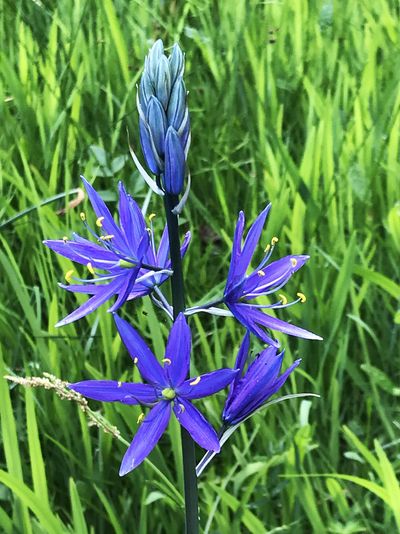 Camas lily bulbs (Camassia leichtlinii) are rarely planted by gardeners but they look stunning in flower beds. (SUSAN MULVIHILL/FOR THE SPOKESMAN-REVIEW)