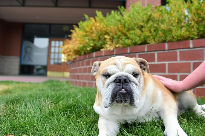 Gonzaga Bulldogs: The real deals and a new breed of Bulldogs