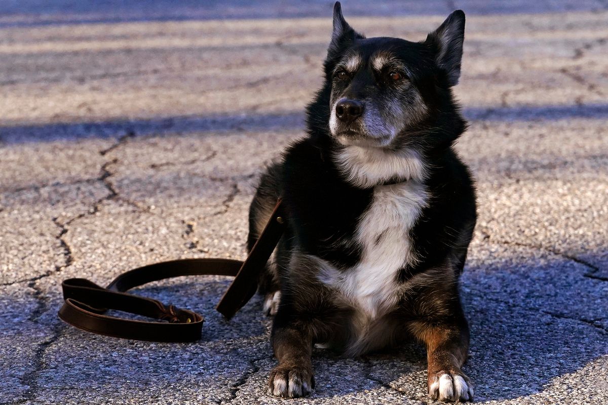 Ruby, a working K-9 for the Rhode Island State Police and former shelter dog, holds in a down-stay outside the state police barracks in North Kingstown, R.I., Wednesday, Feb. 16, 2022. The Australian shepherd and border collie mix will be featured in a Netflix movie titled "Rescued by Ruby", which chronicles the dog