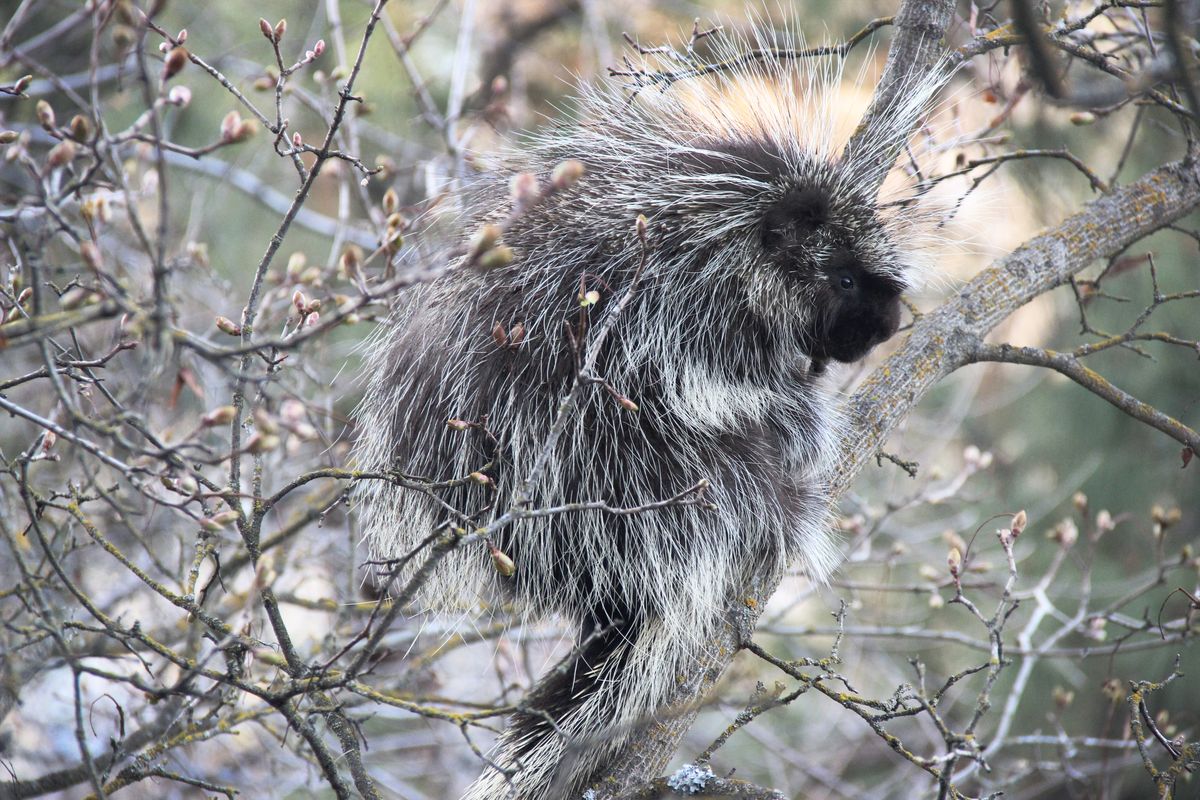 A big porcupine as seen on the Ben Burr trail on April 8.  (Ben Goldfarb)