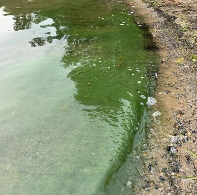 Algae photographed in Spirit Lake on Friday.  (Courtesy of Panhandle Health District)