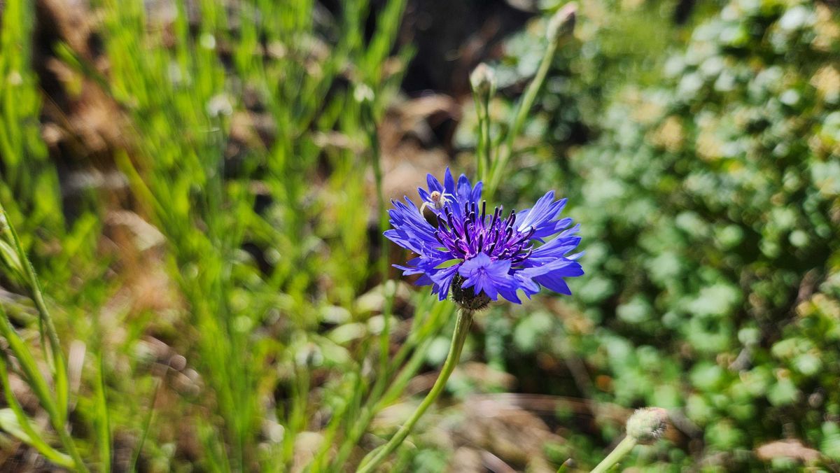 The bachelor’s button, or cornflower, is one of the world’s first invasive species and among plants found at Lincoln Park on Spokane’s South Hill. The flower is among the four plants attendees of the second annual Great Invasive Weed Pluck and Nature Day will learn about. The event is 8 to 11 a.m. Saturday. (Cannon Barnett/The Spokesman-Review)