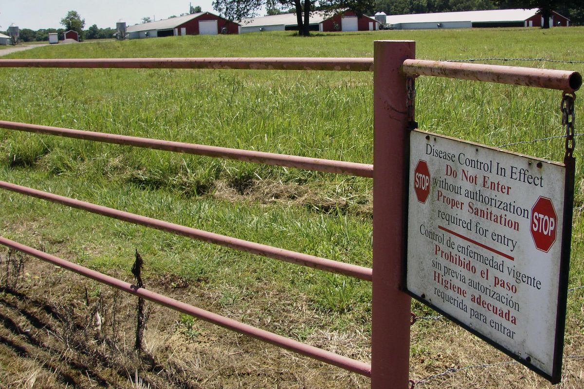 In this Tuesday, June 20, 2017 photo, a sign outside chicken houses near Plumerville, Ark., warns visitors to practice good hygiene near the young birds growing inside. When the chickens are 33 days old, they will be taken to a processing plant for slaughter and packaging. (Associated Press)