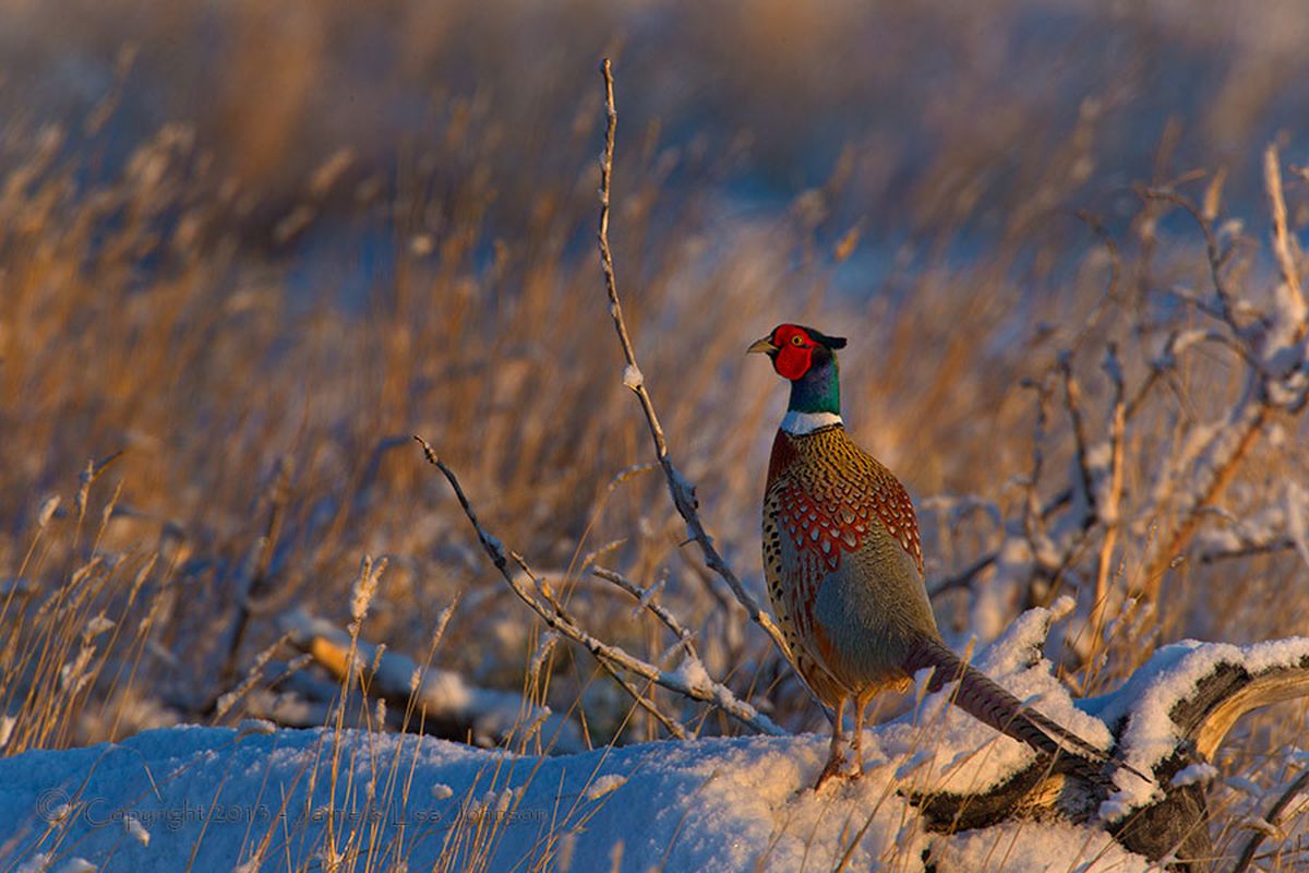 Photo a pleasant pheasant morning in Montana The SpokesmanReview