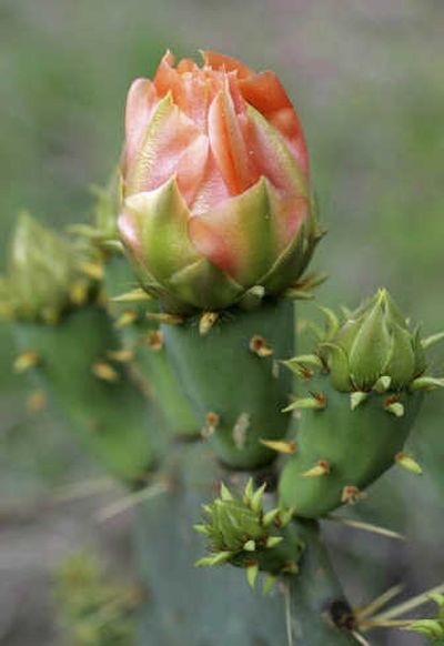 
A cactus blooms in mid-April at Government Canyon State Natural Area in San Antonio, Texas
 (AP / The Spokesman-Review)