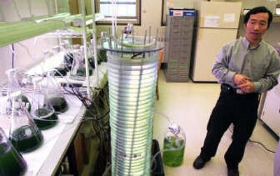 
University of Minnesota professor Roger Ruan stands near an algae propagator in his lab at the University of Minnesota in St. Paul, Minn. Driven by renewed investment as oil prices push $100 a barrel, Ruan and scores of scientists around the world are racing to turn algae into a commercially viable energy source.Associated Press
 (Associated Press / The Spokesman-Review)