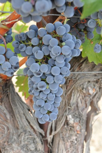 Drier weather over the next week or more should allow growers to continue harvesting wine grapes like these on Red Mountain near Benton City, Wash.  (Mike Prager)