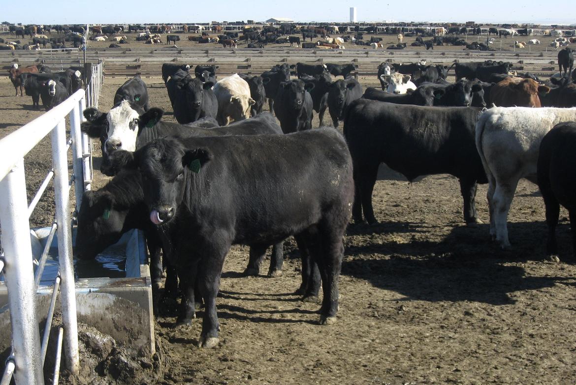Easterday Farms files for bankruptcy week after Easterday Ranches