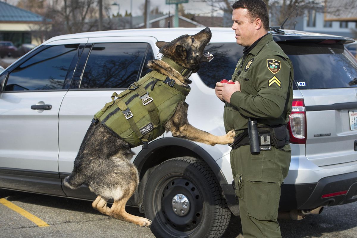 Spokane County sheriff’s Cpl. Jeff Thurman plays with his K-9, Laslo, on Friday, Feb. 24, 2017. The dog has assisted in more than 470 apprehensions over the past four years. Laslo is retiring on Sunday, Feb. 26, 2017, and Thurman is being promoted to detective. (Dan Pelle / The Spokesman-Review)