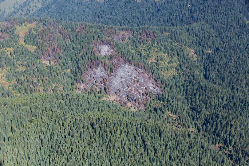 The aftermath of a prescribed burn in the Clearwater National Forest shows shows brush and fuels eliminated to reduce fire danger and rejuvenate grass and shrubs ideal for wildlife.   (U.S. Forest Service)