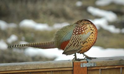 A rare breed of headless ringnecked pheasants? No. That’s just an illusion as this rooster preens and grooms, looking as pretty as possible to attract females as it enters the breeding season on Five Mile Prairie.Courtesy of Ron Nichols (Courtesy of Ron Nichols / The Spokesman-Review)