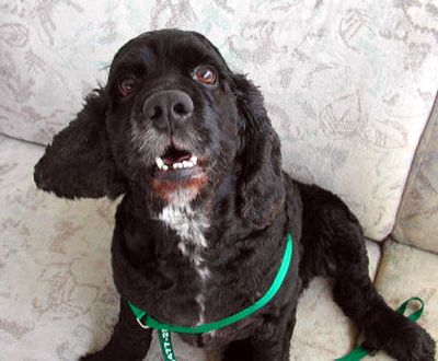 
Lucky is a four to six-year-old Cocker Spaniel available for adoption at SCRAPS in Spokane Valley, Washington May 30, 2006. PETER BARNES 
 (Peter Barnes / The Spokesman-Review)