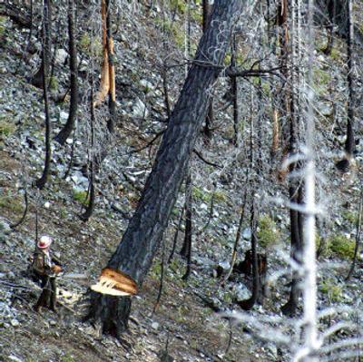 
Jon Kelly of High Country Timber drops a salvaged tree at the flat-top timber sale in the Biscuit Fire area in December 2004 near Grants Pass, Ore. 
 (File Associated Press / The Spokesman-Review)