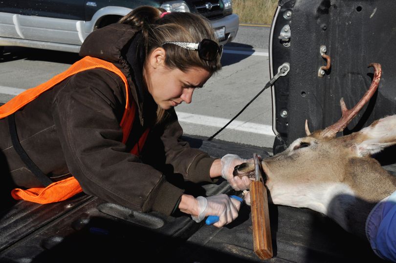 Washington Fish and Wildlife Department wildlife biologist Annemarie Prince removes a tooth and takes measurements on a whitetail deer buck brought in to the Deer Park hunter check station on Oct. 20, 2013.   (Rich Landers)