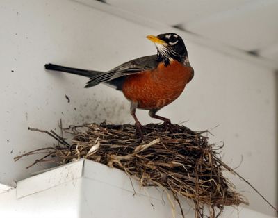 A robin guards a nest of four eggs over a home in East Akron, Ohio. McClatchy-Tribune (McClatchy-Tribune)