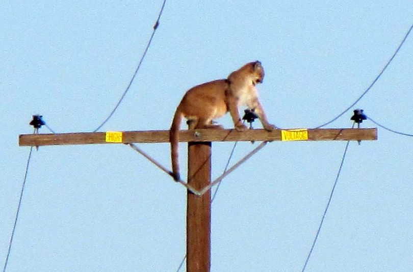  In this Sept. 29, 2015, photo, a mountain lion stands on a power pole in Lucerne Valley, Calif. The cougar stayed atop the pole all afternoon, but was gone by the next morning. (Associated Press)