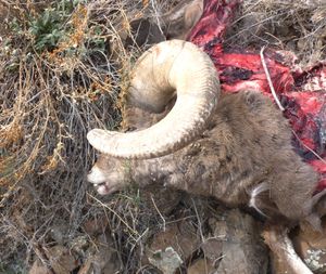 One of two bighorn rams killed by poachers in the Asotin Creek Wildlife Area over the weekend of Nov 15-16. (Washington Department of Fish and Wildlife)