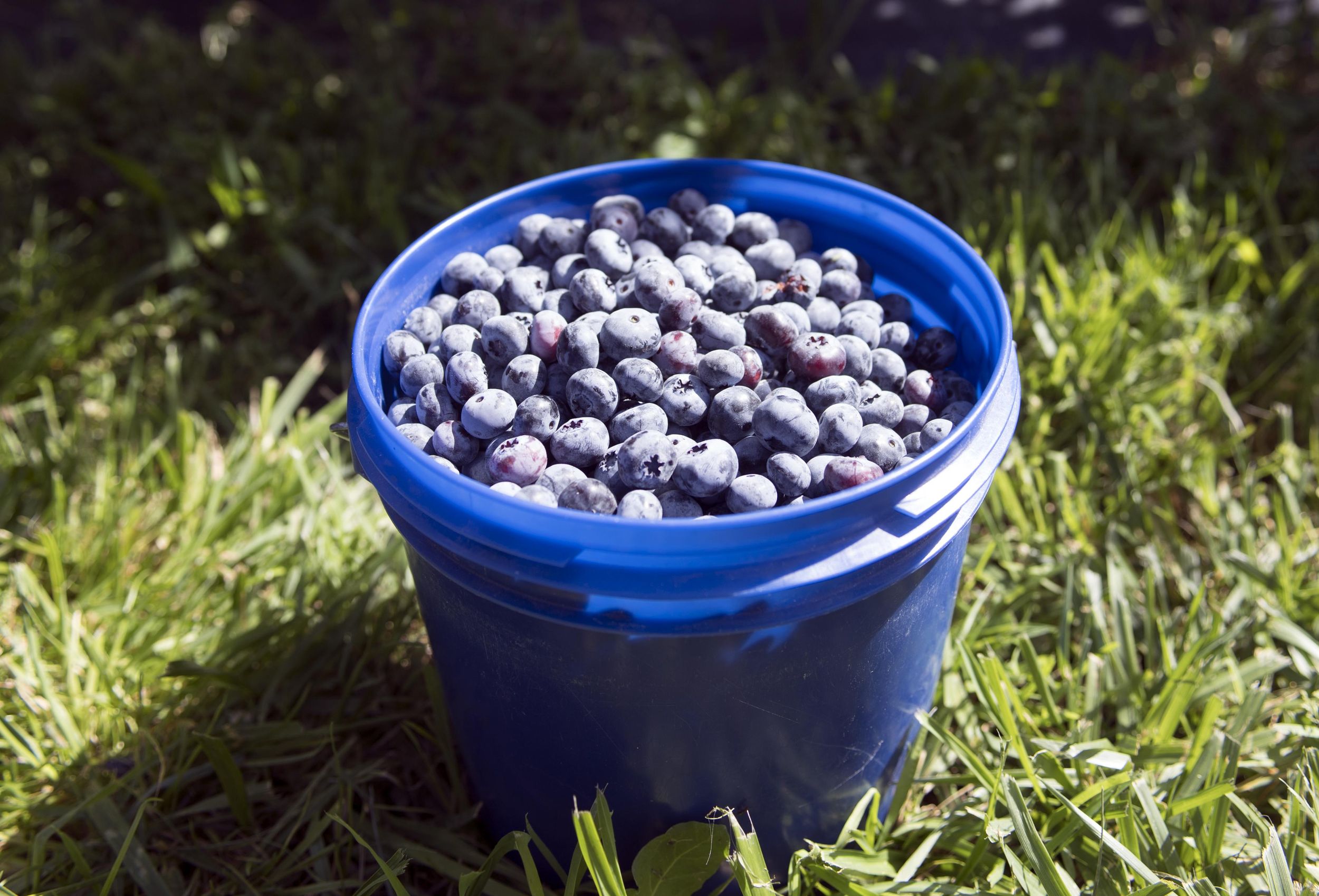 Farmers Go Into The Blue Washington Is Tops In The Country In Blueberry Production The Spokesman Review