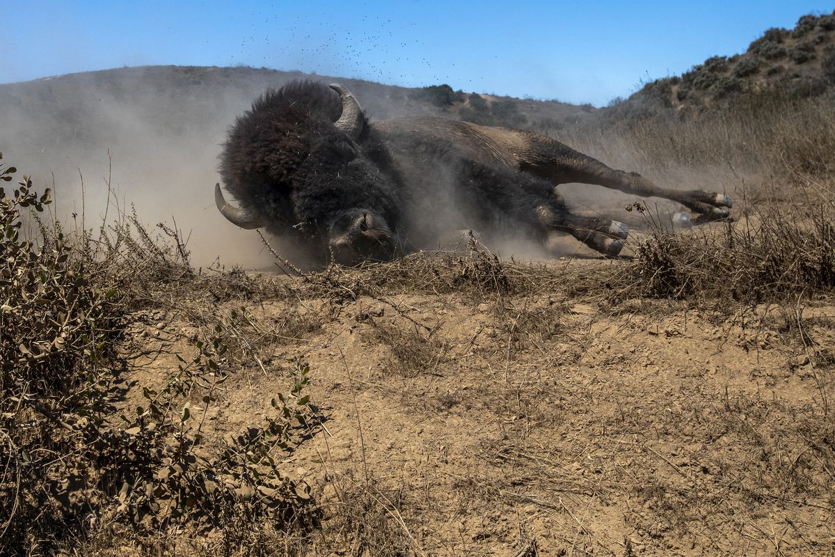 A bison takes a dust bath on Catalina Island on July 27, 2022, in Avalon, Calif.  (Francine Orr/Los Angeles Times/TNS)