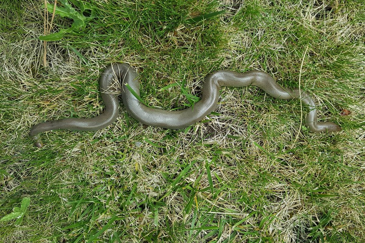 An adult rubber boa slithers across the grass in Carl Barrentine’s back yard in Spokane. Despite being a constrictor, the snake is shy and no threat to humans.  (Courtesy of Carl Barrentine)