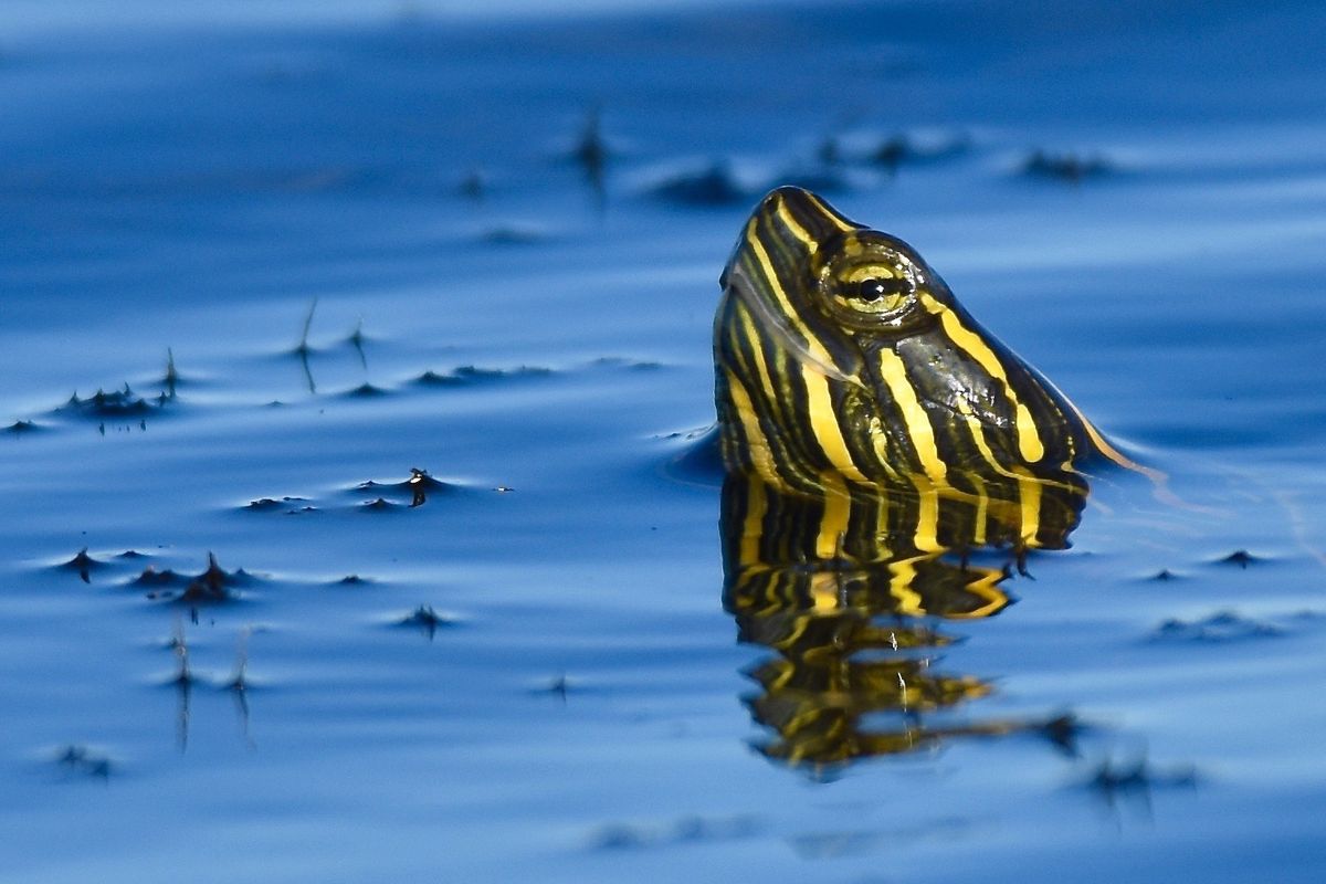 Reflections are super fun to capture, albeit challenging. This is one of those wonderful unexpected moments when looking for water birds. Instead, I received a surprise visit from this little turtle at the Saltese Wetland in Libery Lake. Considered to be one of the most endangered species on the planet, especially since they don