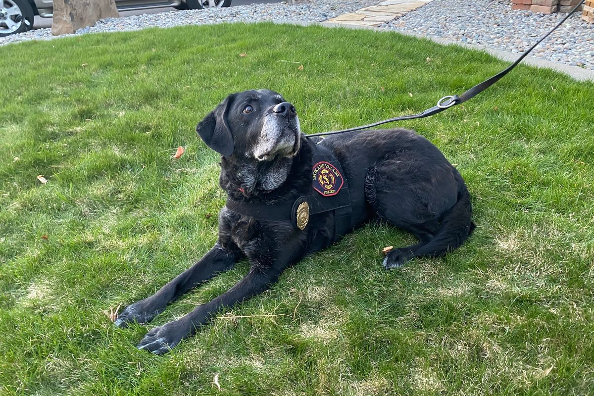 Mako, a fire investigator with the Spokane Valley Fire Department, is seen in this April 2020 photo. Mako, who was almost 14, died earlier this month after a long career.   (Courtesy of Rick Freier)