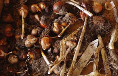 
Planting bulbs is one of the essential tasks to get your garden ready for the spring.
 (File photo / The Spokesman-Review)