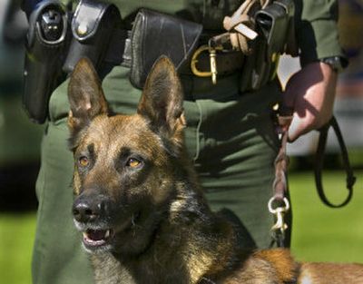 
Gordon, a Belgian Malinois, stands at attention with his handler, senior patrol agent Chad Hickman of the Border Patrol, on Friday. The two put on a demonstration of tracking and narcotics discovery at the Spokane Sector Headquarters to illustrate the work that will be done by the 14 teams scheduled to be added to the border section from the Cascades to Glacier National Park. 
 (Christopher Anderson/ / The Spokesman-Review)