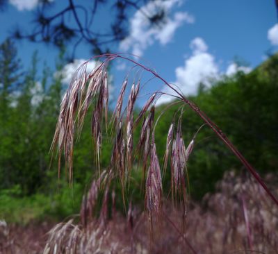 Cheatgrass has seed spears that get in hikers' socks and can cause medical problems for dogs when they get into the animal's nose, ears or between toes.