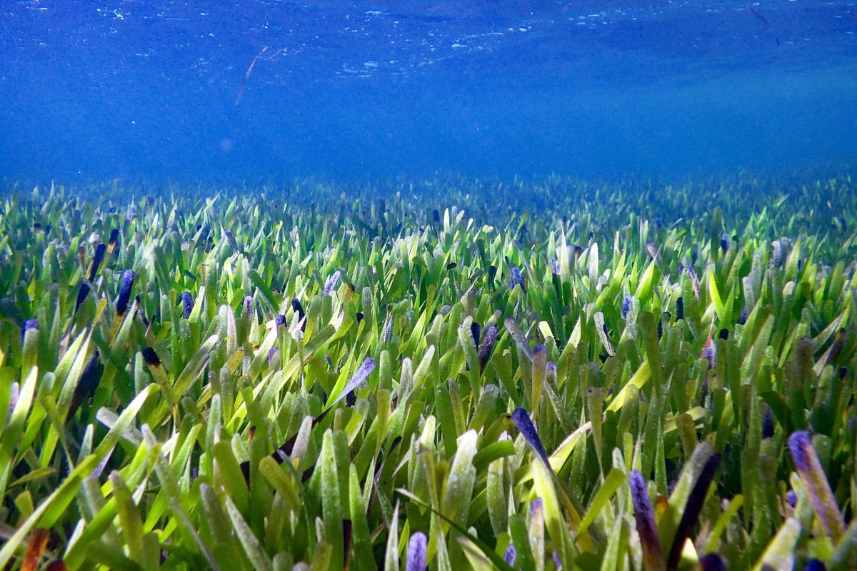 Part of the Posidonia australis seagrass meadow in August 2019 in Australia’s Shark Bay.  (Rachel Austin)