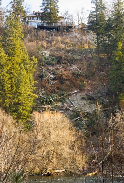 The state Department of Ecology is investigating the unauthorized cutting of trees along the Spokane River in northwest Spokane below West Point Road. (Colin Mulvany)