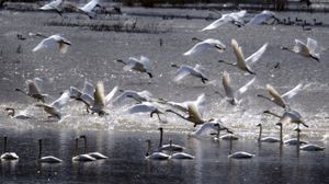 Tundra swans take flight from Calispell Lake near Usk, Wash., in March 2007. Each year thousands of swans make pit stops in the Colville and Pend Oreille valleys during the spring migrations to northern breeding areas.  (File photos / The Spokesman-Review)
