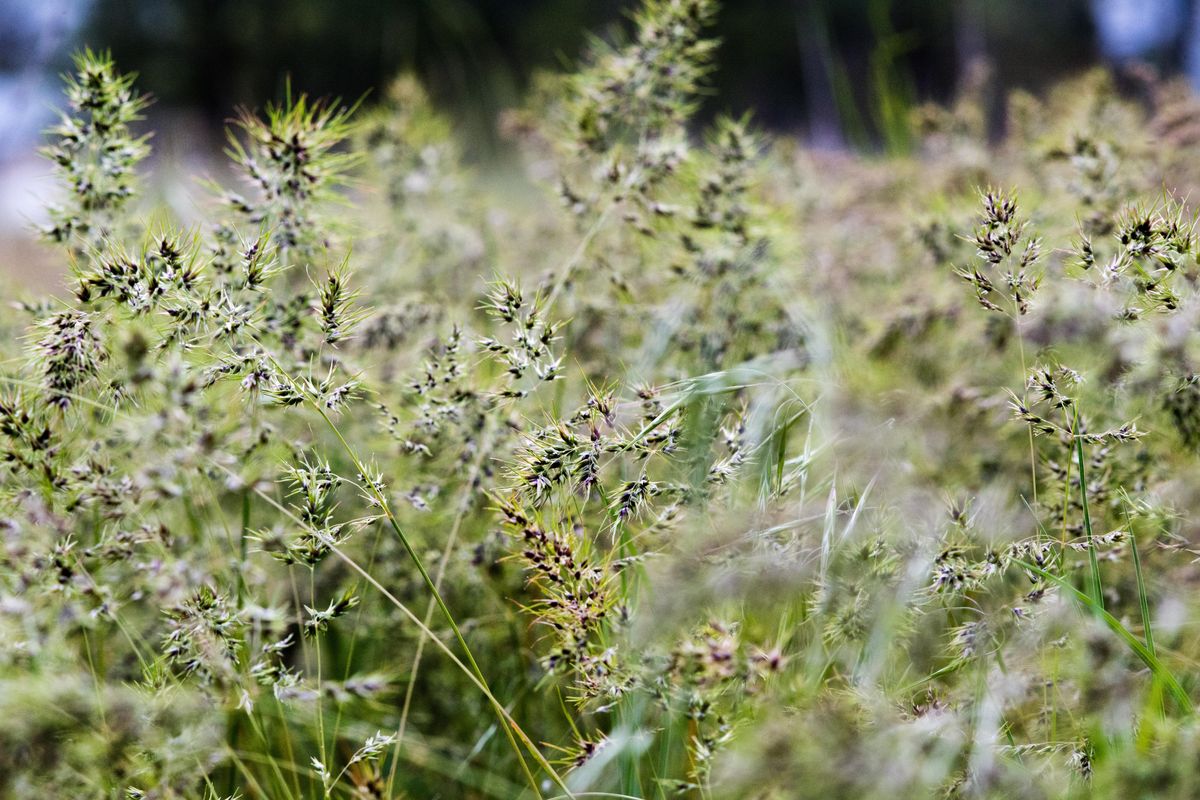 Grass is seen in an unkept yard near Deer Park. (Tyler Tjomsland / The Spokesman-Review)