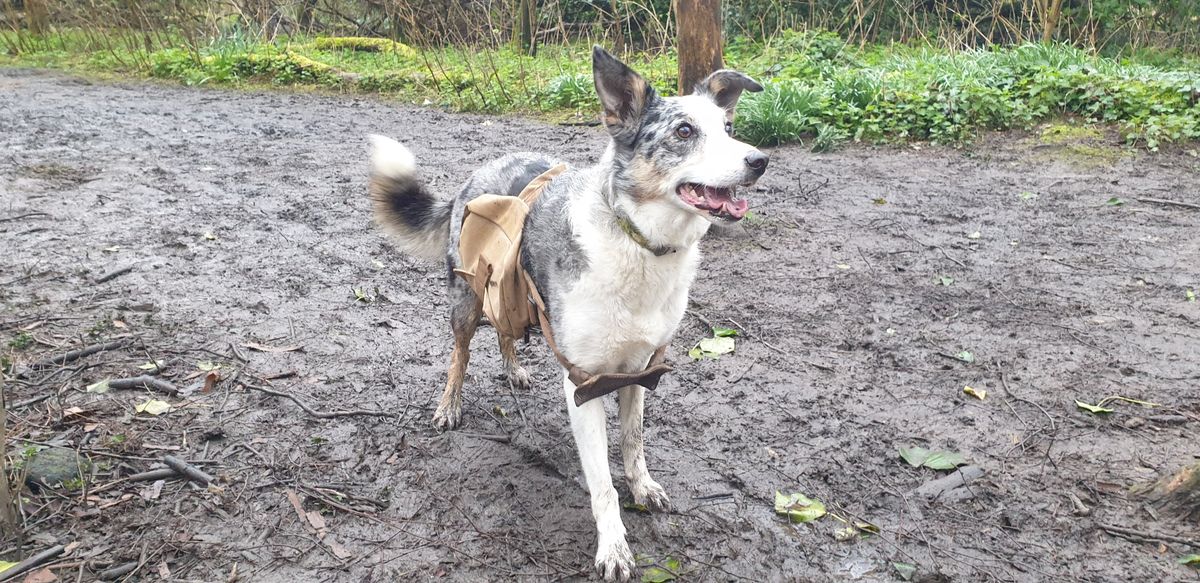 This dog was among a dozen canines that helped to scatter native seeds at a British nature reserve.  (Courtesy of Dylan Walker)