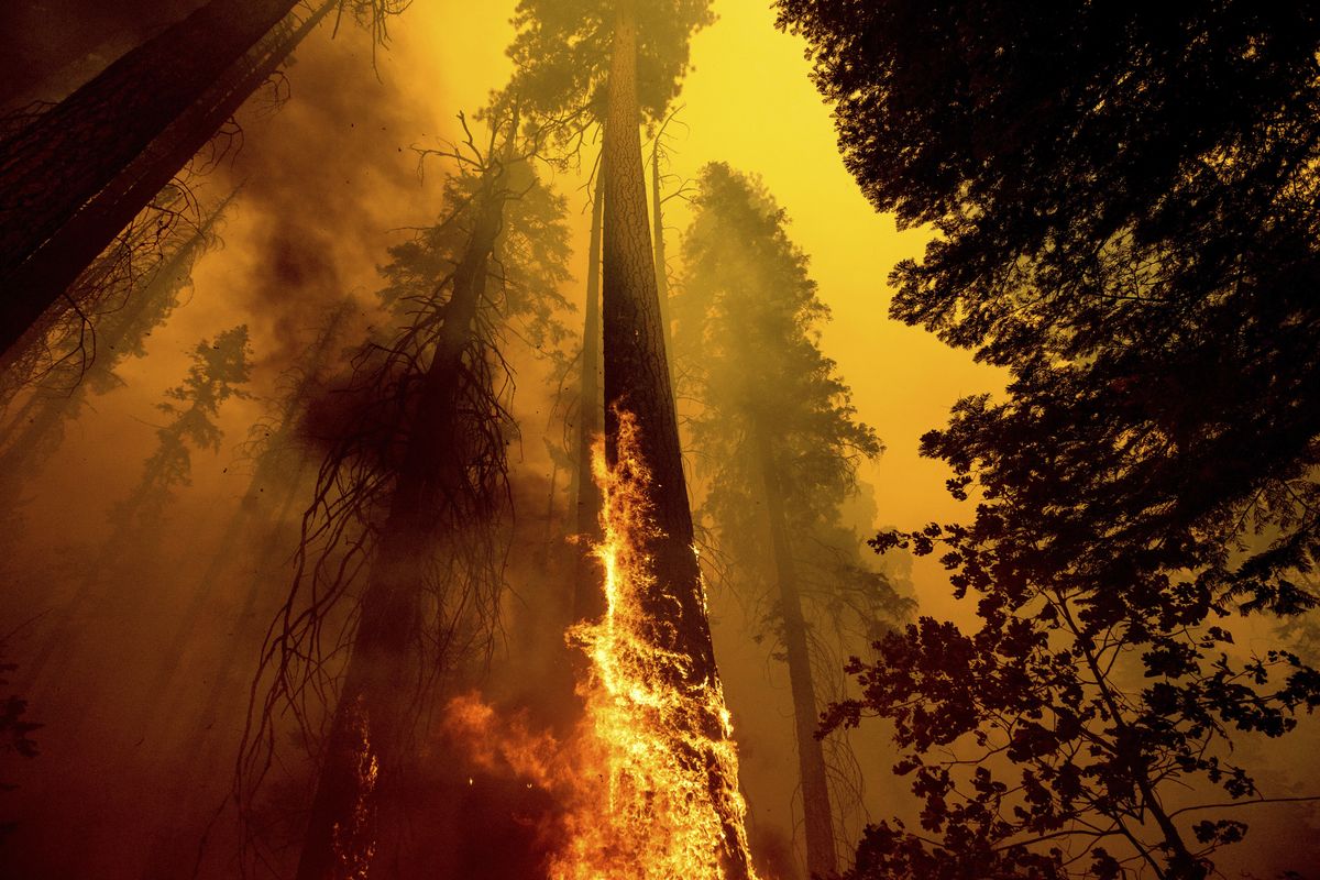 Flames lick up a tree as the Windy Fire burns in the Trail of 100 Giants grove in Sequoia National Forest, Calif., on Sunday, Sept. 19, 2021.  (Noah Berger)