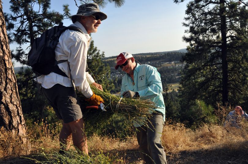 Lynn Smith, left, and Randy LaBeff bundle stalks of rush skeleton weed they cut along the South Hill Bluff trails off High Drive.  (Rich Landers)