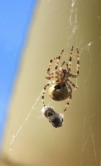 After killing its prey, a large garden spider wraps up a yellow jacket in silk thread after it flew into the orb weaver’s web hanging from a north Spokane garage.  (Colin Mulvany/The Spokesman-Review)