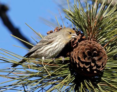Jerry Rolwes’ took this photo of a house finch at Turnbull National Wildlife Refuge in late January. “This little house finch was not hurting for food,” Rolwes wrote.  (Courtesy of Jerry Rolwes)