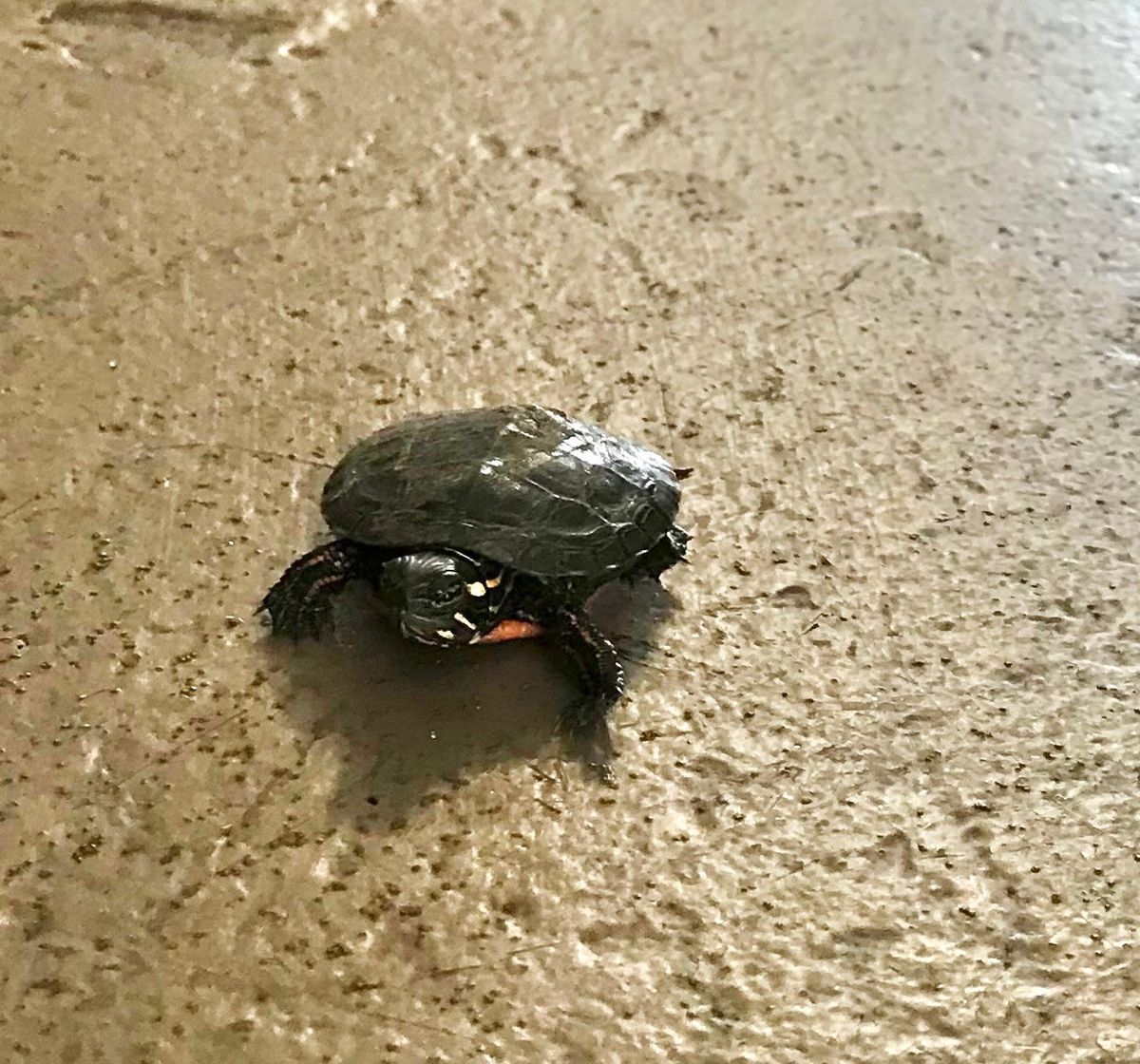 An Eastern painted turtle makes its way across the floor of Best Cleaners in Middletown, Conn. MUST CREDIT: Shawn McCann.  (Shawn McCann/Handout)
