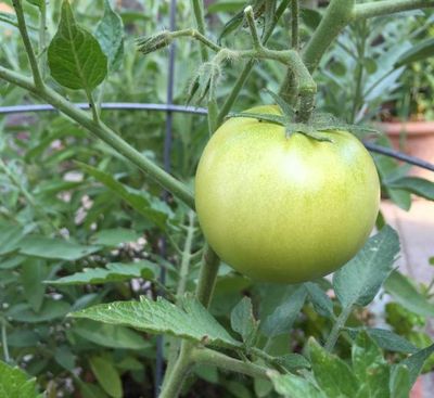 Tomatoes are struggling to ripen this year thanks to the weather. (Kimberly Lusk / The Spokesman-Review)
