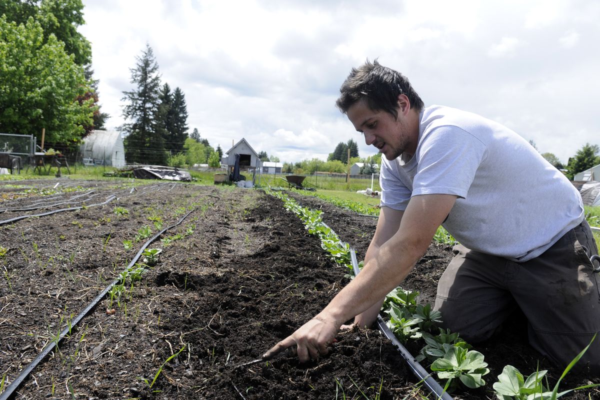 Caleb Goss, the contract grower for Roots CSA, weeds a row of beans Friday  in Dalton Gardens.  (Jesse Tinsley)