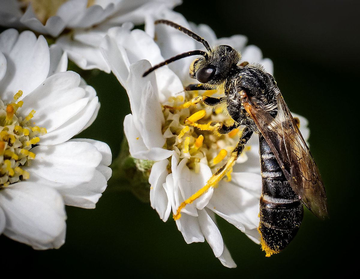 A native bee visits an arrow sneezewort blossom in Manito Park’s Joel E. Ferris Perennial Garden on July 29. While native bees are responsible for most of the crop and wildflower pollination in the U.S., scientists know relatively little about their distribution and habits.  (COLIN MULVANY /THE SPOKESMAN-REVIEW)