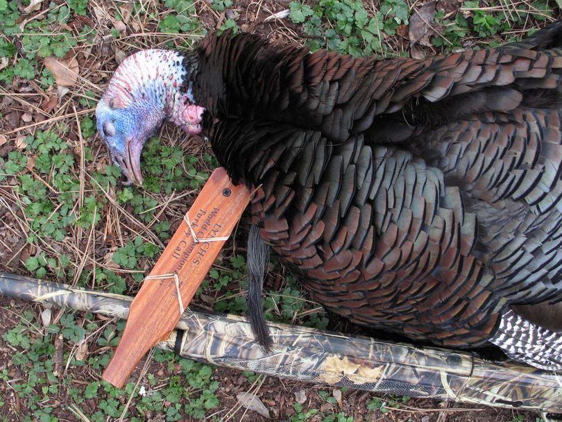 A wild turkey gobbler bagged on opening day of the spring hunting season. (Rich Landers)