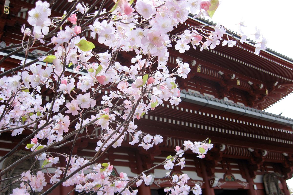Cherry trees blossom in April in front of a temple in Kyoto, Japan.