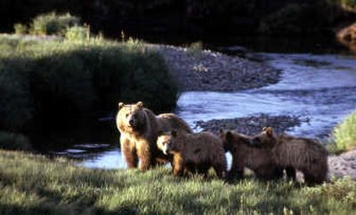 
This undated image released by the National Park Service shows a grizzly bear sow with three cubs inside Yellowstone National Park in Wyoming. Associated Press
 (File Associated Press / The Spokesman-Review)
