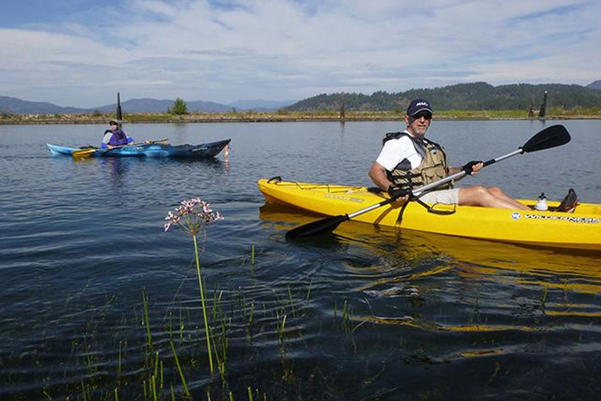 Kayakers paddle past flowering rush, an aquatic plant growing in the Clark Fork Delta. Wildlife biologists consider the invasive plant undesirable. (RICH LANDERS richl@spokesman.com)