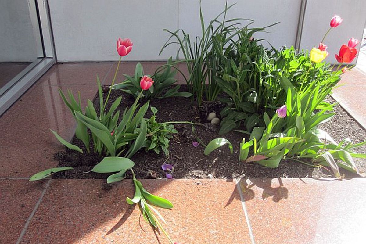 This photo, taken at about 10:30 a.m., shows damage to the duck nest near the Lincoln Building on Riverside Avenue on Friday, April 16, 2010. Someone or something took four of the six eggs laid by a mallard duck the week before.  (Courtesy of Gary Grissom)