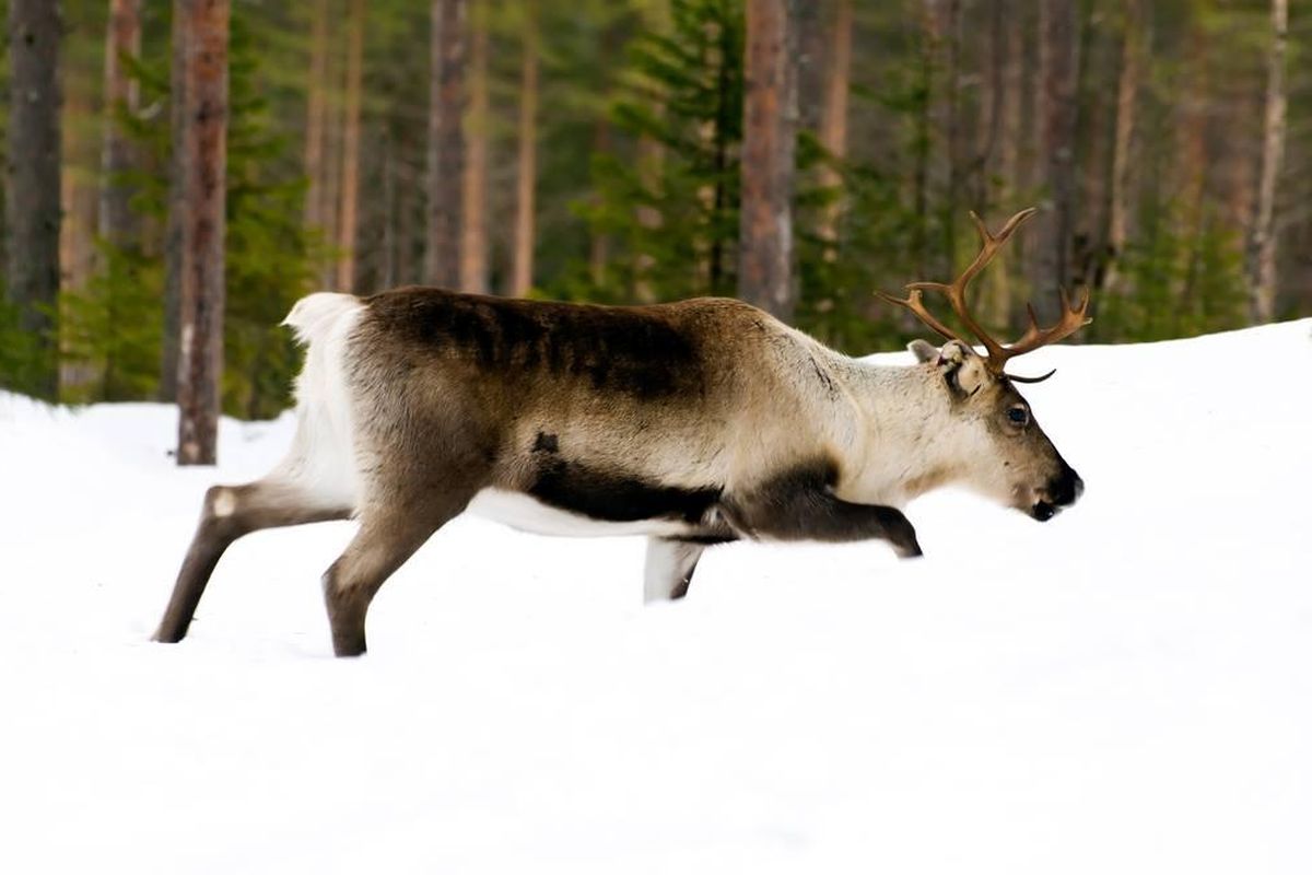 Two woodland caribou, a rarely seen member of the deer family, have been spotted in northwest Montana, according to a Montana Fish, Wildlife & Parks news release. This photo is a stock image and is not a picture of the caribou spotted in Montana. (Montana Fish, Wildlife & Parks / Courtesy)