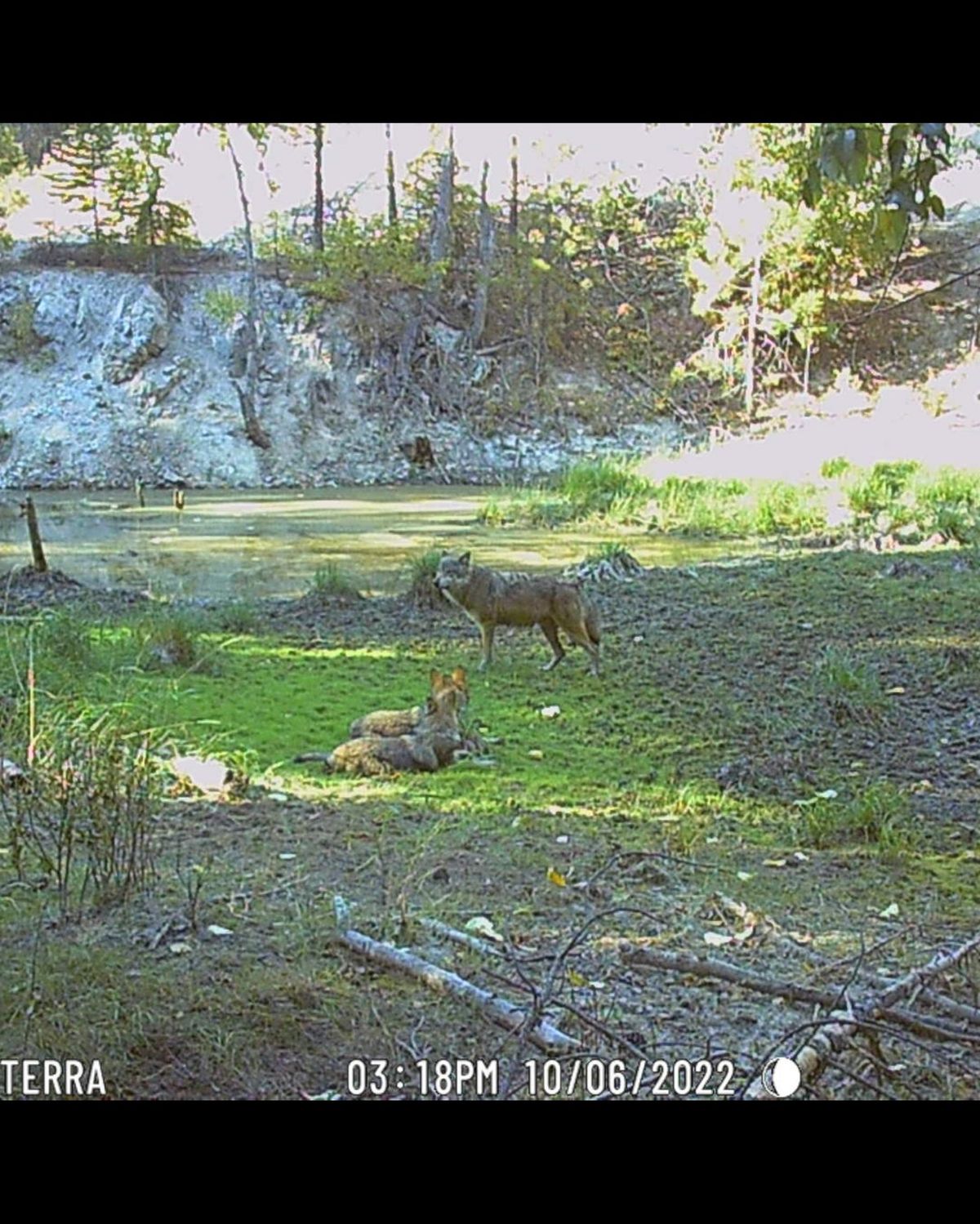 Washington biologists confirmed the existence of a wolf pack on the western flank of Mount Spokane on Friday. Here is a trail camera photo from Arthur Cooke of the pack. These photos were taken in the fall and shared with Washington biologists who later confirmed the existence of the wolves there.  (Arthur Cooke/Courtesy)