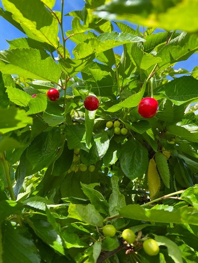 These red artificial cherries fooled robins and other cherry-eating birds in Susan Mulvihill’s orchard.  (Susan Mulvihill)